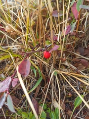 Cotoneaster uniflorus