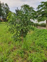 Mangifera indica