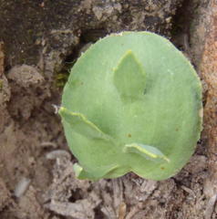 Eriospermum alcicorne