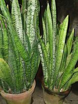 Sansevieria