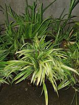 Chlorophytum comosum