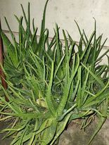 Aloe vera