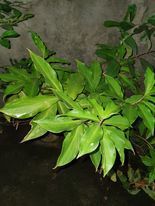 Chamaecostus cuspidatus