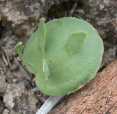 Eriospermum alcicorne