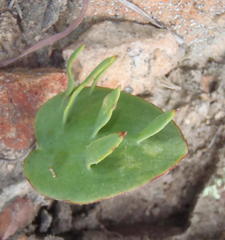 Eriospermum alcicorne