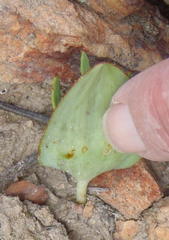 Eriospermum alcicorne