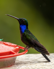 Campylopterus villaviscensio