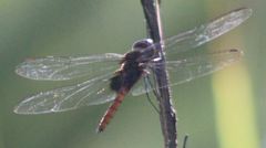Tauriphila australis