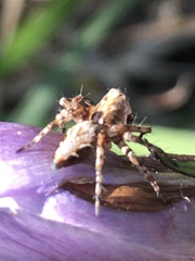 Oxyopes ramosus