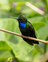 Campylopterus villaviscensio