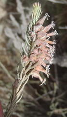 Erica albens longiflora