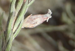 Erica albens longiflora