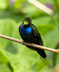 Campylopterus villaviscensio