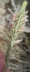 Erica albens longiflora