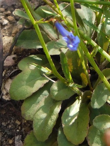 Lobelia erinus