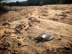 Apalone mutica mutica