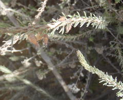 Erica albens longiflora