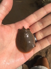 Apalone mutica mutica