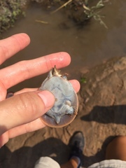 Apalone mutica mutica