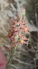 Erica albens longiflora