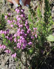 Erica hirtiflora hirtiflora