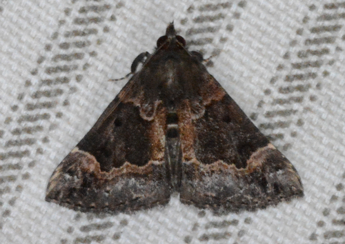 Mottled Snout photo 6