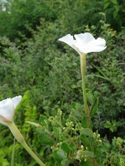 Mandevilla lanuginosa