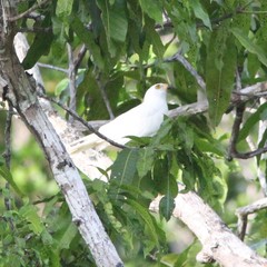 Accipiter poliocephalus