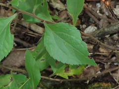 Solidago drummondii