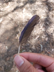Psittaculidae