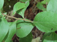 Solidago drummondii
