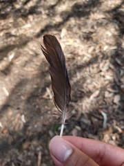 Psittaculidae