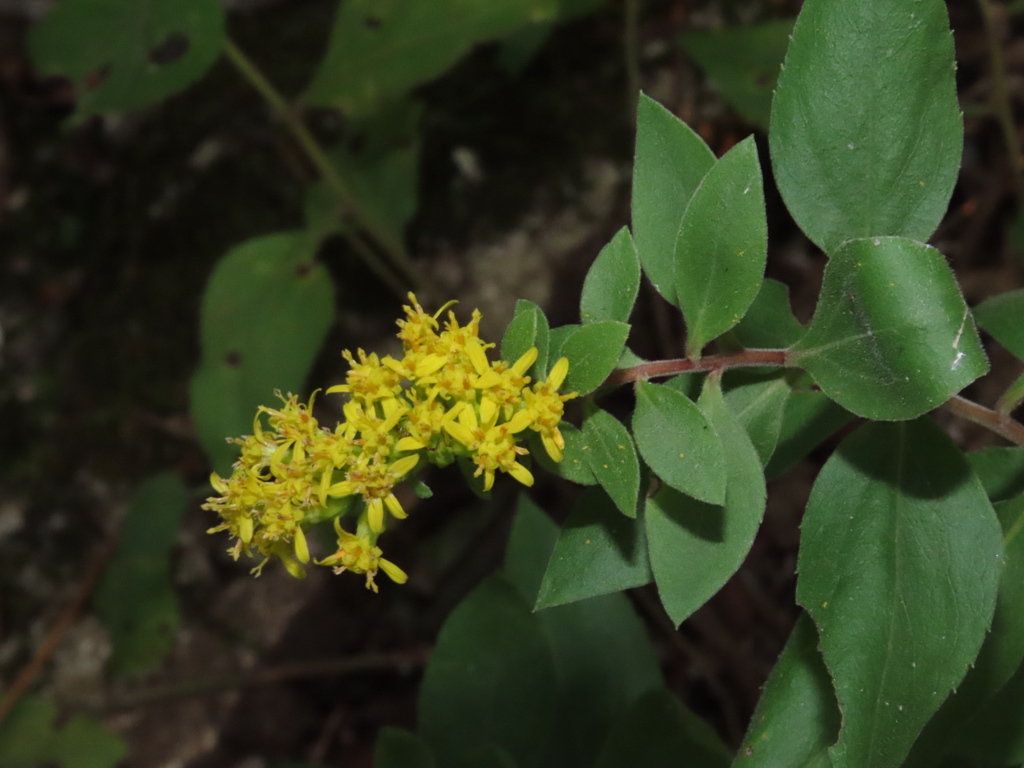 Solidago drummondii