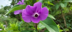 Barleria gibsonii