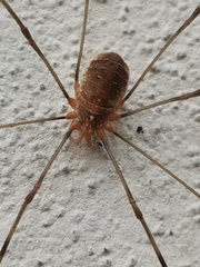 Opilio canestrinii