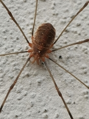 Opilio canestrinii
