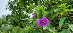 Barleria gibsonii