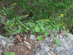 Solidago drummondii