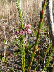Erica ferrea