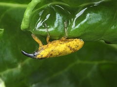 Gasteroclisus