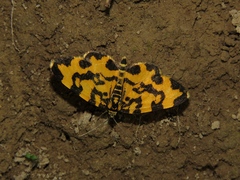 Polythrena coloraria