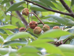Bretschneidera sinensis