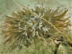 Heteractis