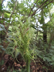 Habenaria pantlingiana