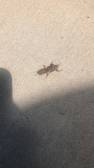 Neoscapteriscus vicinus