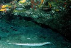 Dunckerocampus boylei