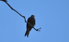 Milvus migrans affinis