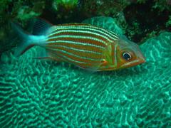 Sargocentron diadema