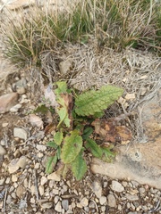 Dracocephalum grandiflorum