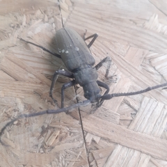 Aegosoma scabricorne